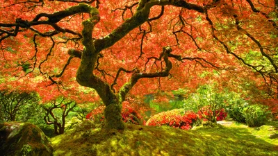 Lebendige herbstliche Laubfärbung eines Ahornbaums inmitten einer üppigen Waldlandschaft.