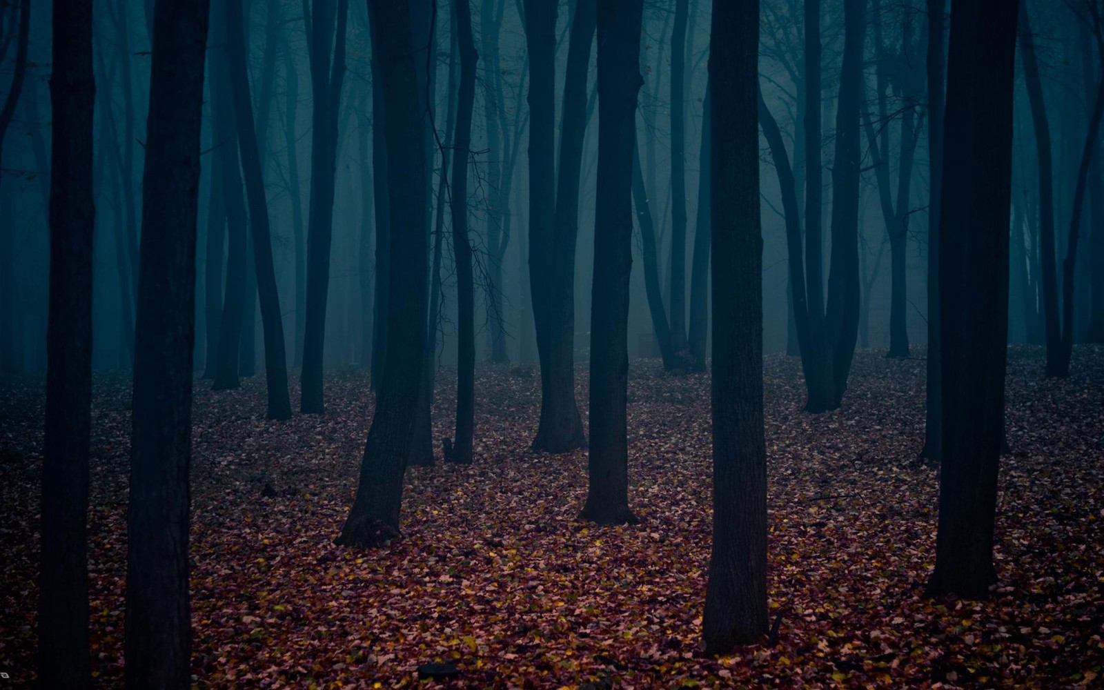 Uma floresta escura com árvores e folhas no chão (floresta escura, floresta, árvore, natureza, bioma)