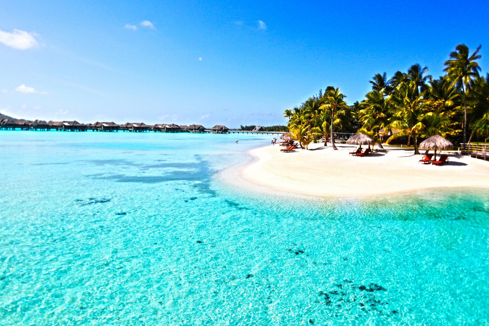 Uma vista de uma praia com areia branca e palmeiras (praia, bora bora, mar, trópicos, caribenho)