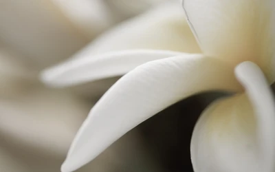 Delicados pétalos blancos de una margarita de Transvaal con gota de agua