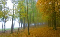 Bosque de Otoño en el Bosque Brumoso: Una Reserva Natural Tranquila.