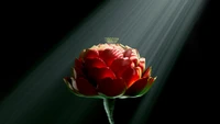 red flower, digital art, digital flower, radiance, dark background wallpaper