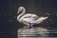 Anmutiger junger Schwan, der sich auf ruhigem Wasser spiegelt