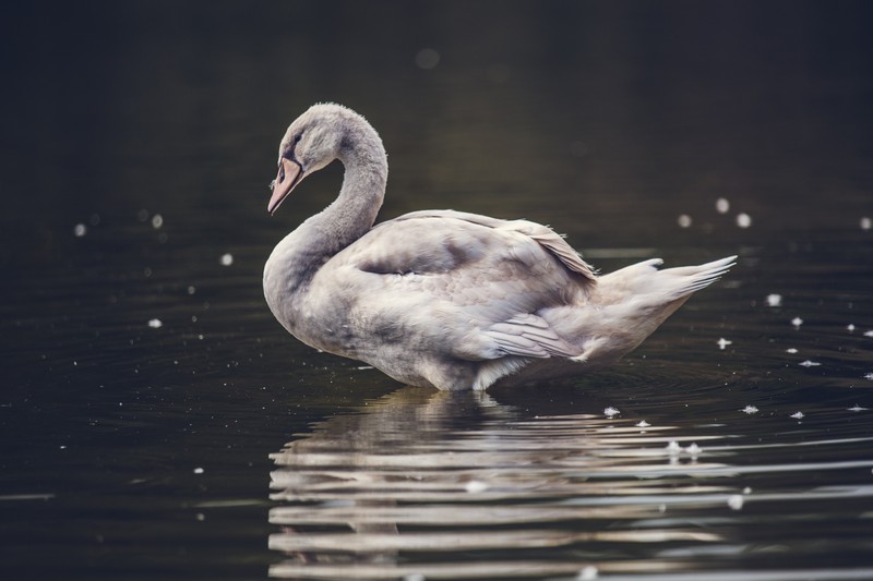 Лебедь плавает в воде (лебедь, птица, водоплавающая птица, утки гуси и лебеди, вода)