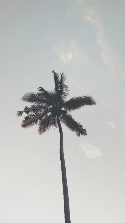 Silueta elegante de palmera contra un cielo suave