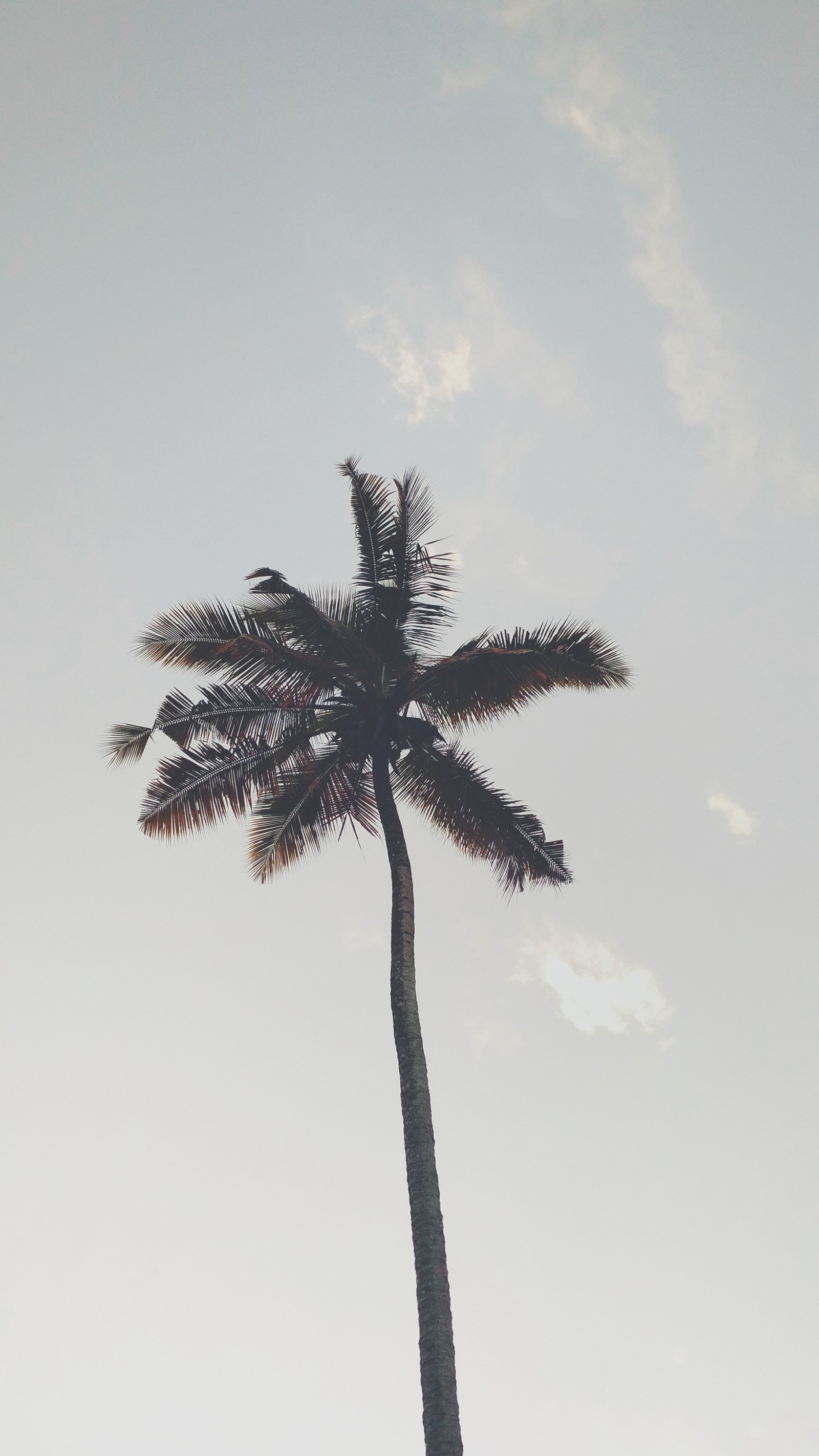 Descargar fondo de pantalla palmeras, árbol, árbol de palma, planta, planta leñosa