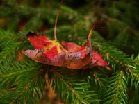 Autumn Leaf on Evergreen Branch