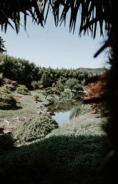 Paisaje natural sereno con un estanque tranquilo rodeado de exuberante vegetación y diversa flora bajo un cielo despejado.