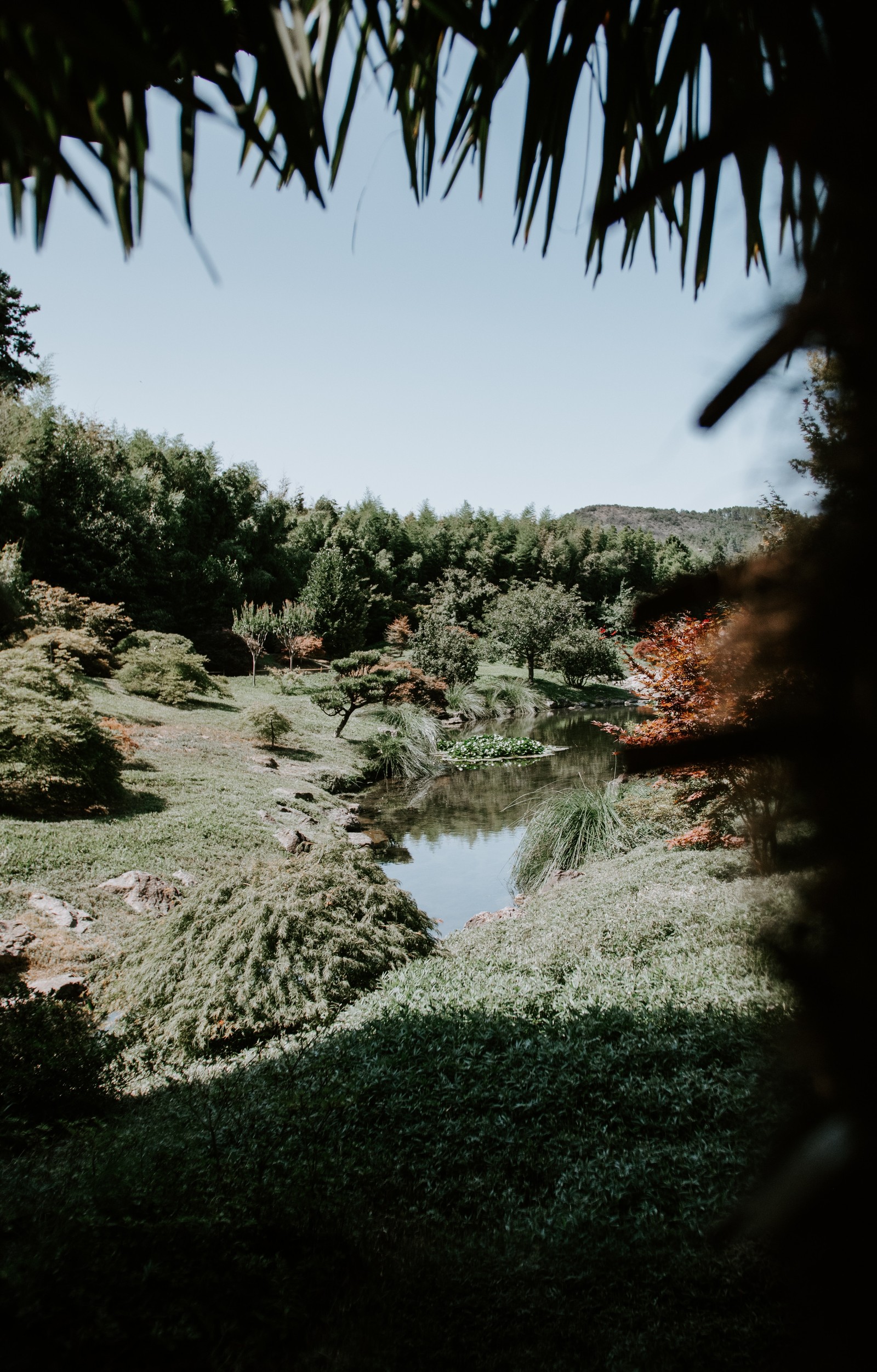 Um pequeno lago no meio de uma área gramada (natureza, árvore, vegetação, água, paisagem natural)