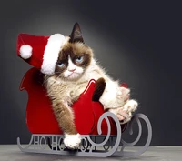 Grumpy Cat in einem Weihnachtsmannhut auf einem Schlitten für Weihnachtsfreude