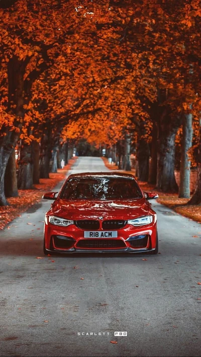 otoño, bmw, coche, f80, frente