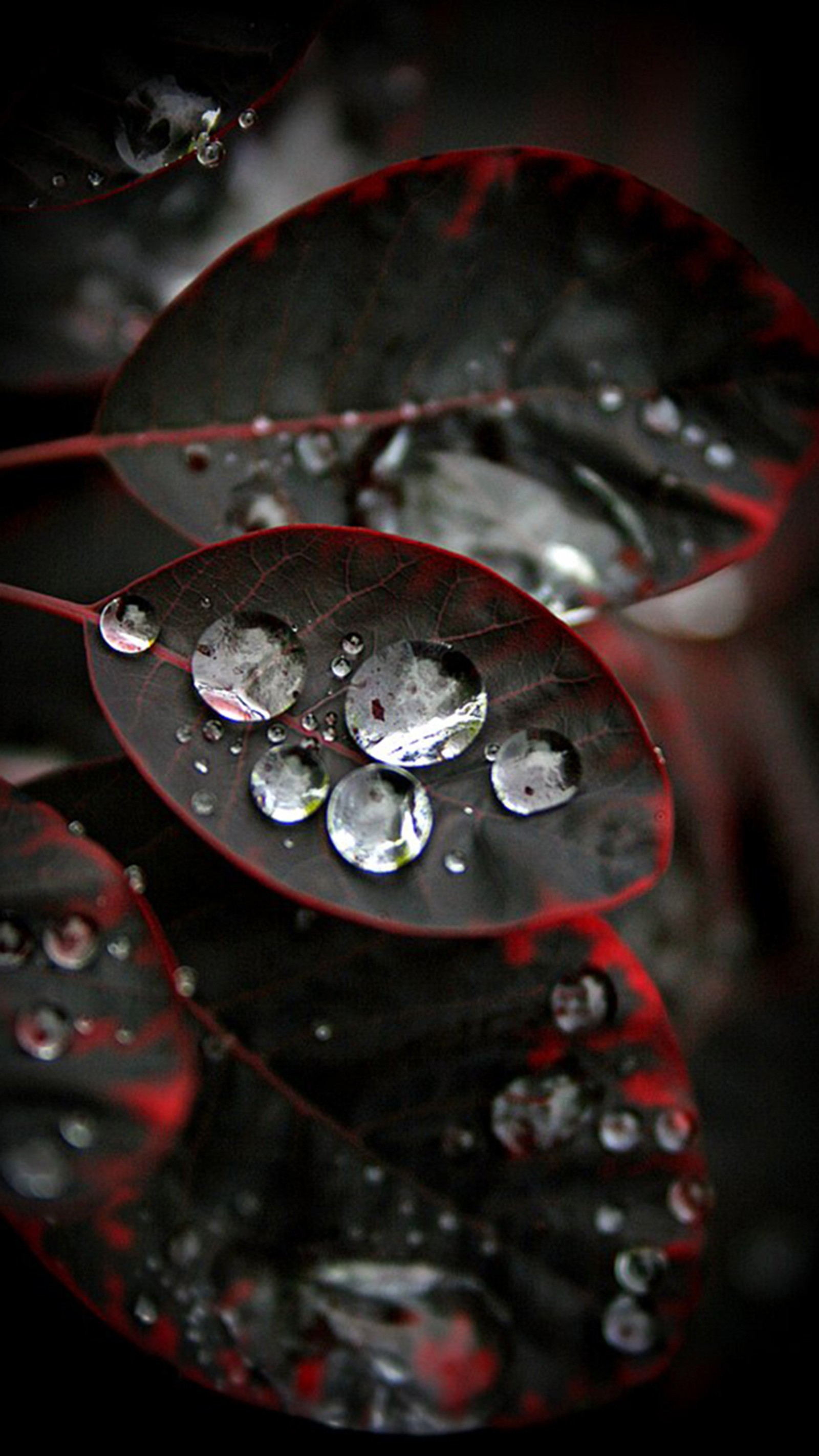 Descargar fondo de pantalla negro, gotas, hojas, lluvia, rojo