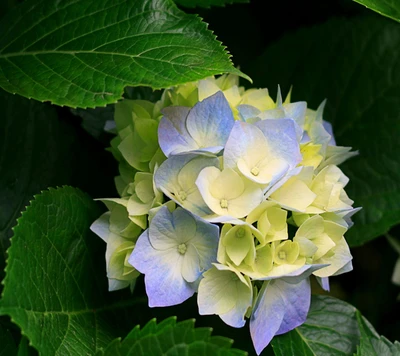 Fleurs délicates d'hortensia bleues et vertes au milieu de feuilles vertes luxuriantes