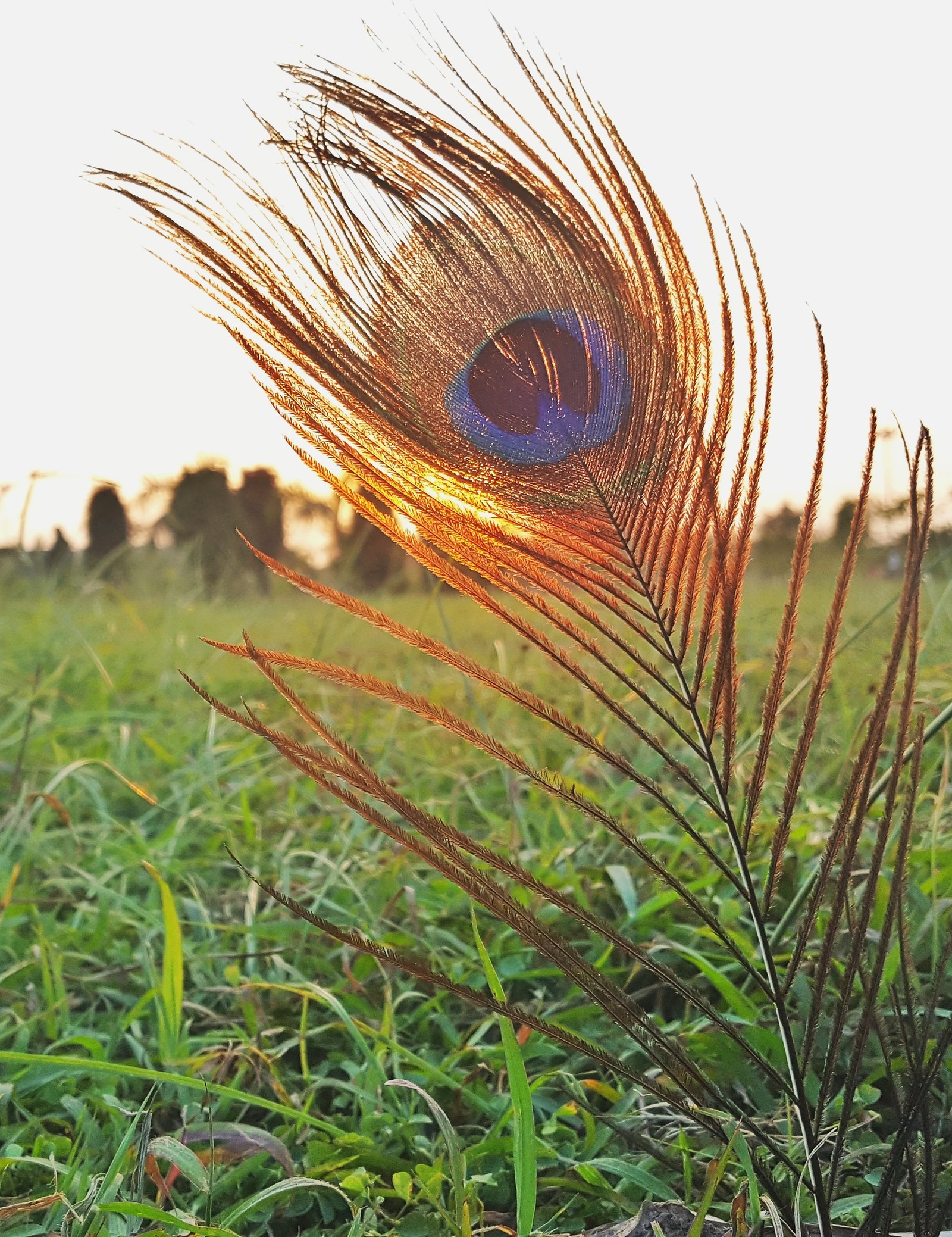 Eine nahaufnahme einer pfauenfeder in einem grasfeld (vögel, birds feather, colour feather, feder, groß)