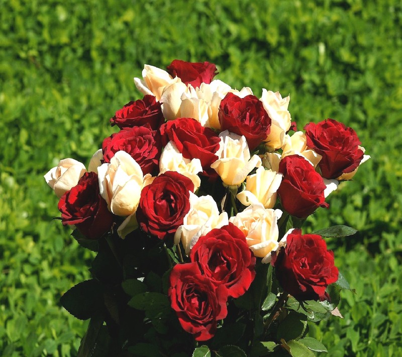 Há um vaso de rosas que está sobre a grama (rosa)