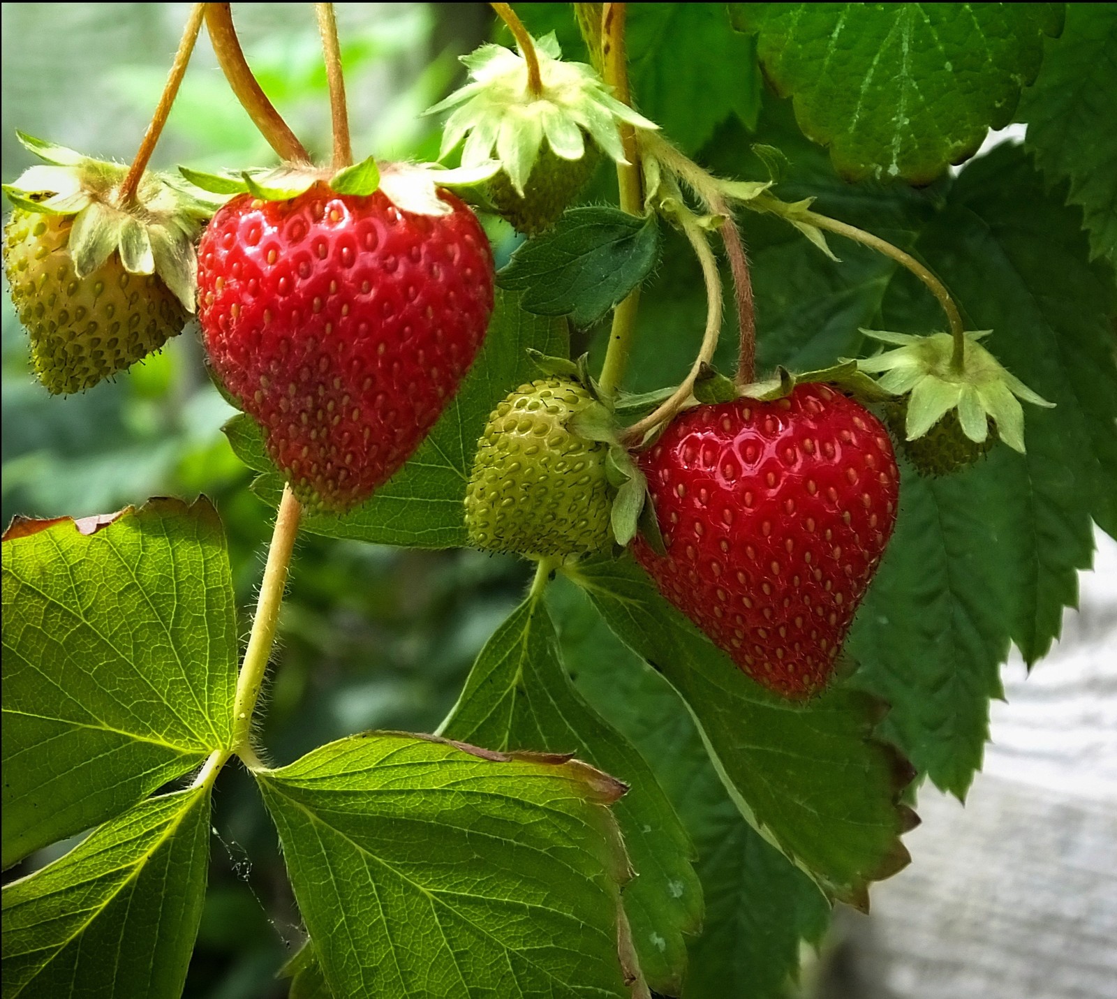 There are two strawberries on the tree with green leaves (berry, fruits, leaves, nature)