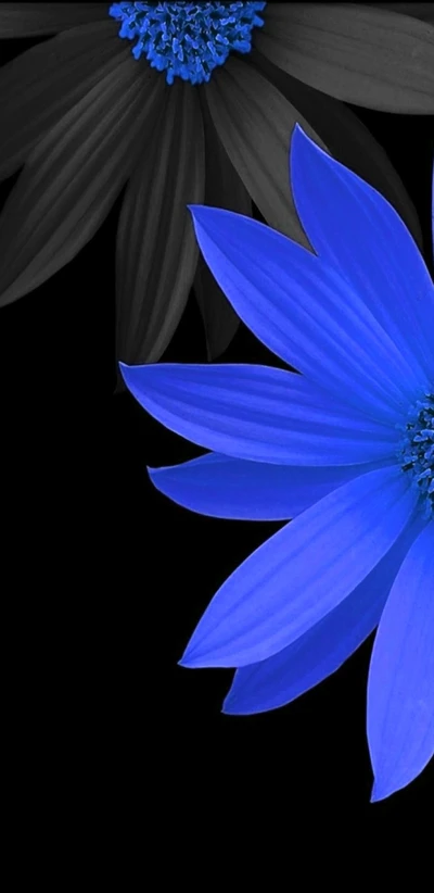 Fleur bleue vibrante sur fond sombre