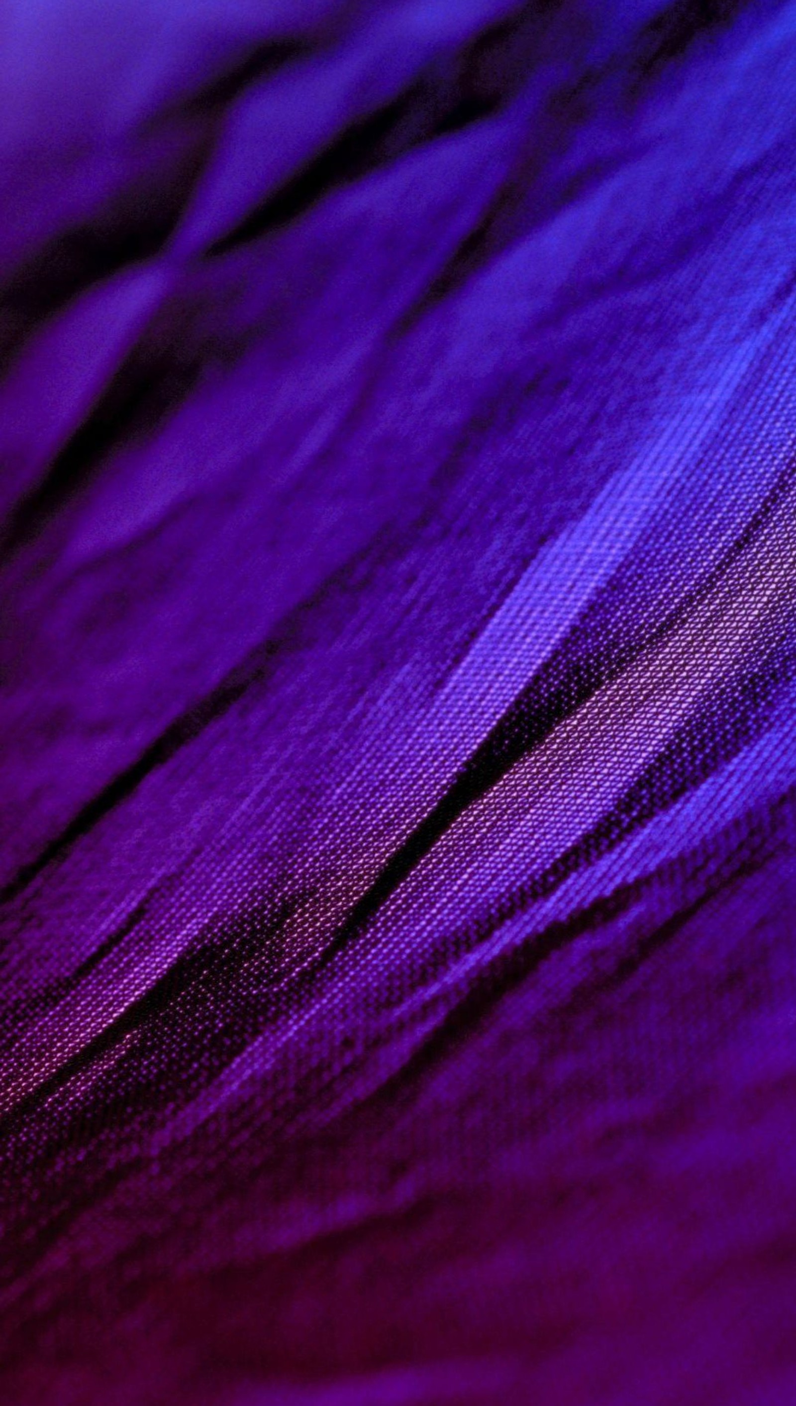 Plumes violettes et bleues sur un fond noir (couleur, violet, texture)