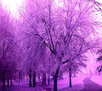 Frostige rosa gefärbte Bäume in einer nebligen Landschaft