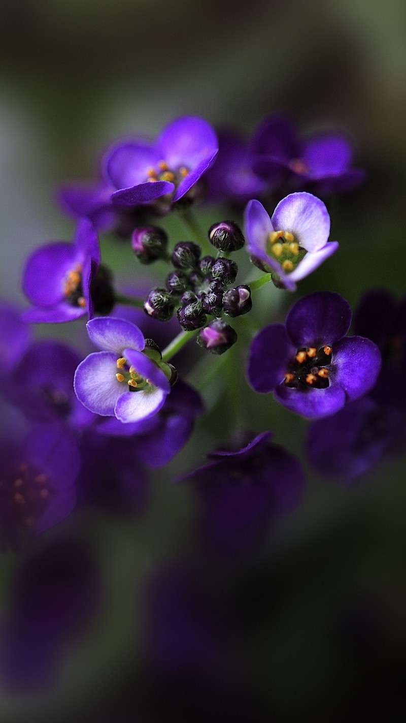 Des fleurs violettes avec des centres jaunes sur fond vert (sevrbtgf, srgvctfd, vrscgfrds)