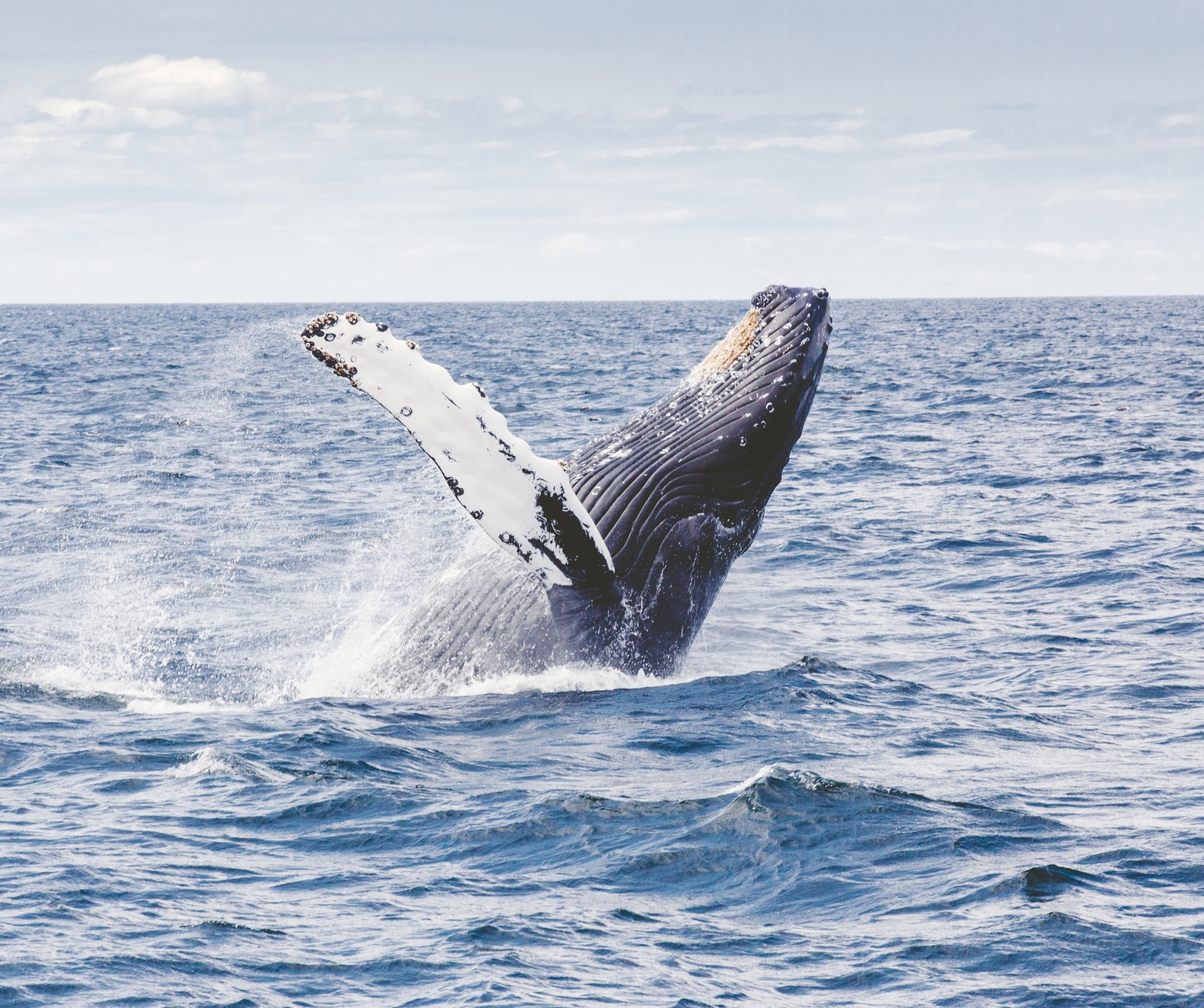 There is a whale jumping out of the water with its mouth open (blue, blueberry, fun, july, summer)