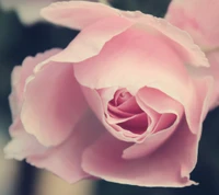 fleur, obligatoire, photographie, rose, joli