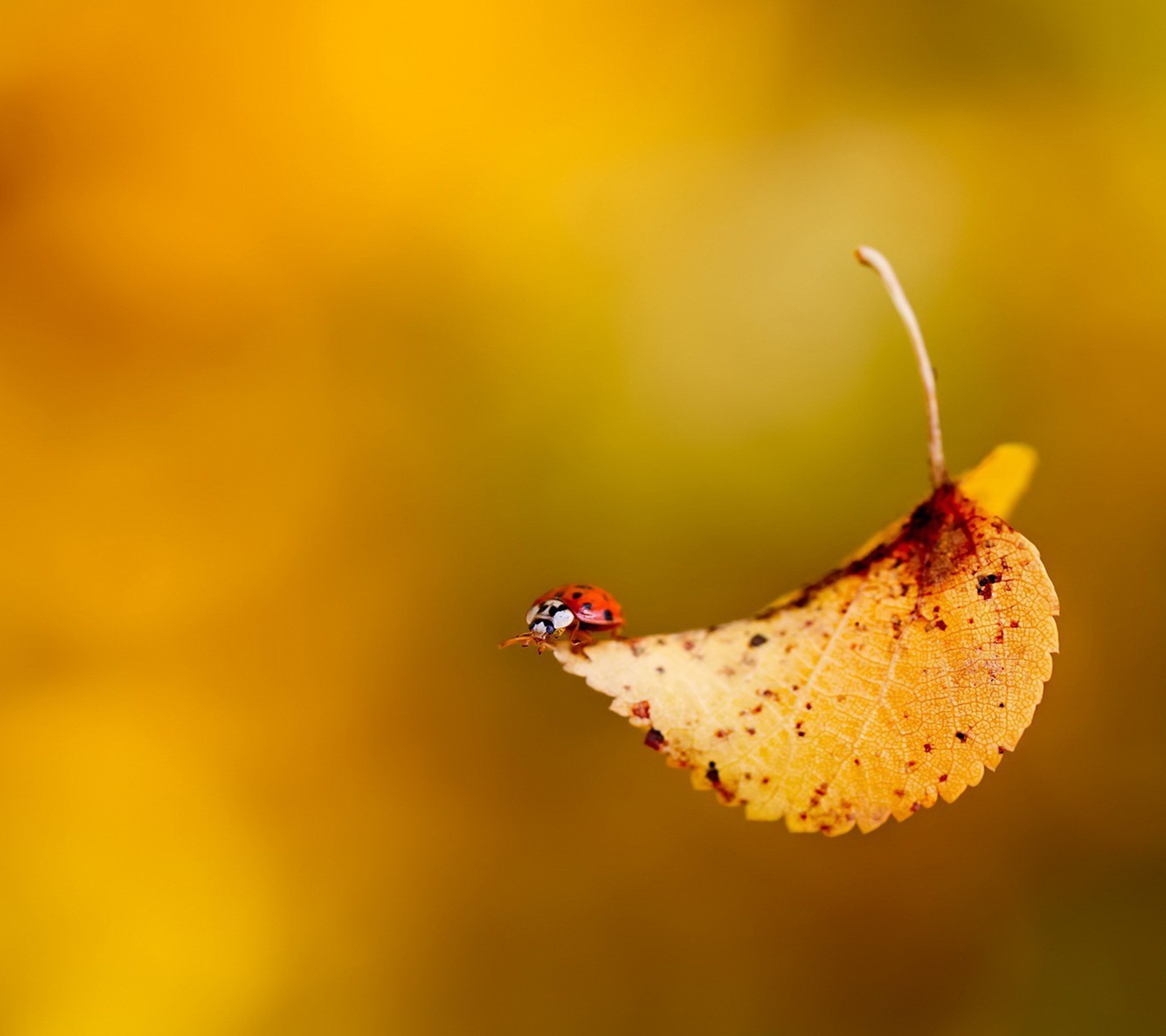 Téléchargez le fond d'écran automne, hd