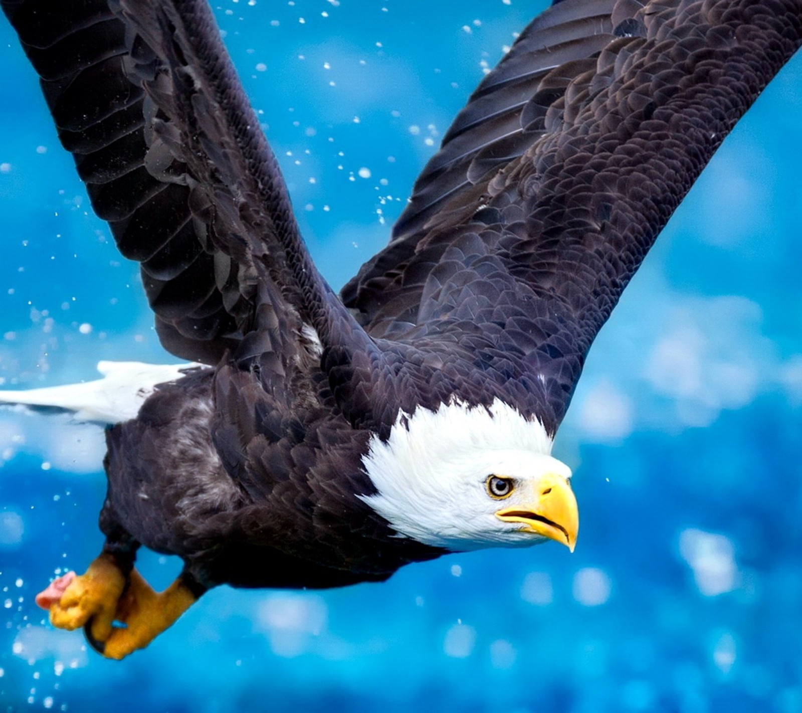 Araffe flying through the air with its wings spread (colors, landscape, nature, photo)