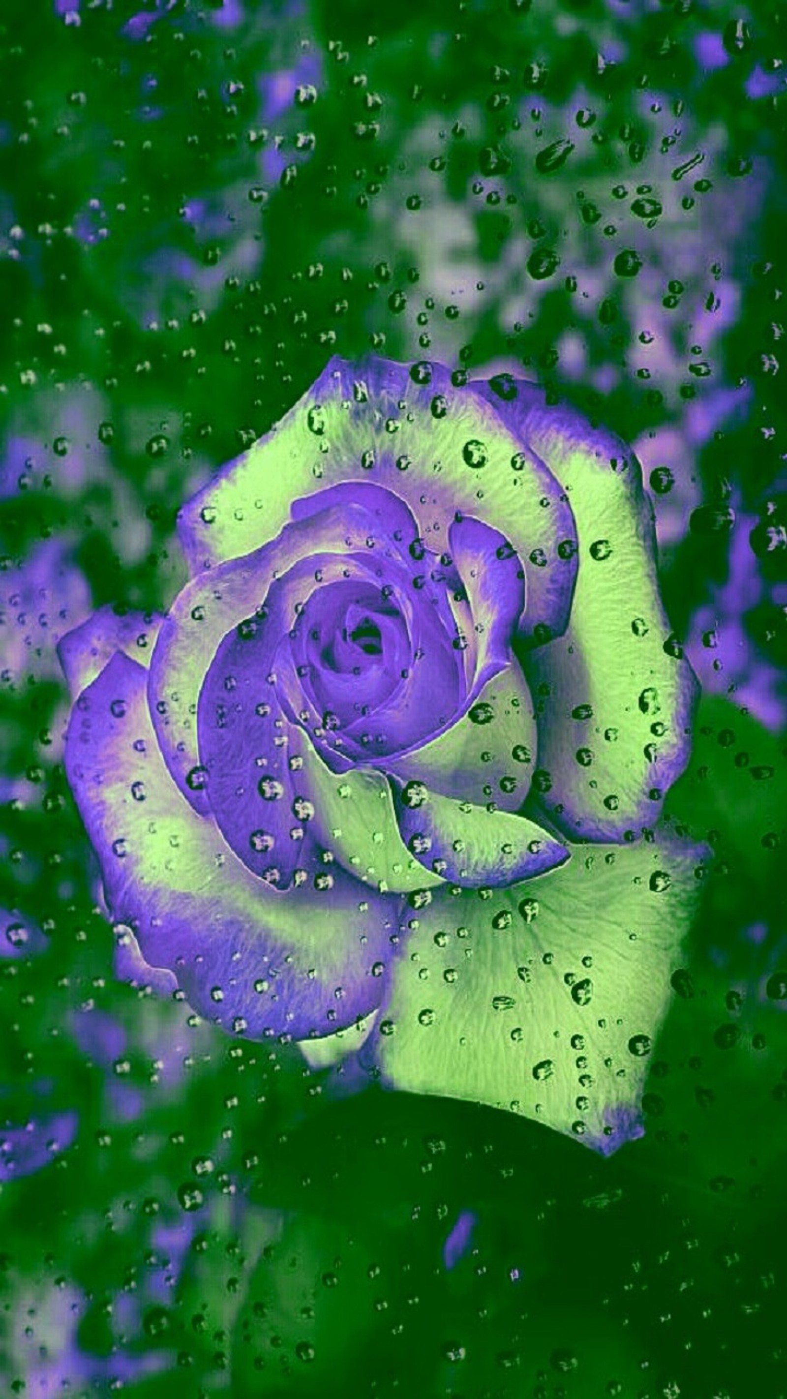 Rose violette avec des gouttes d'eau dessus sous la pluie (fleur, rose)