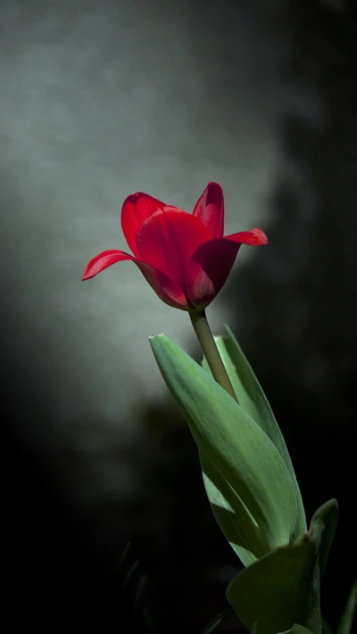 Elegante tulipán rojo entre hojas verdes exuberantes