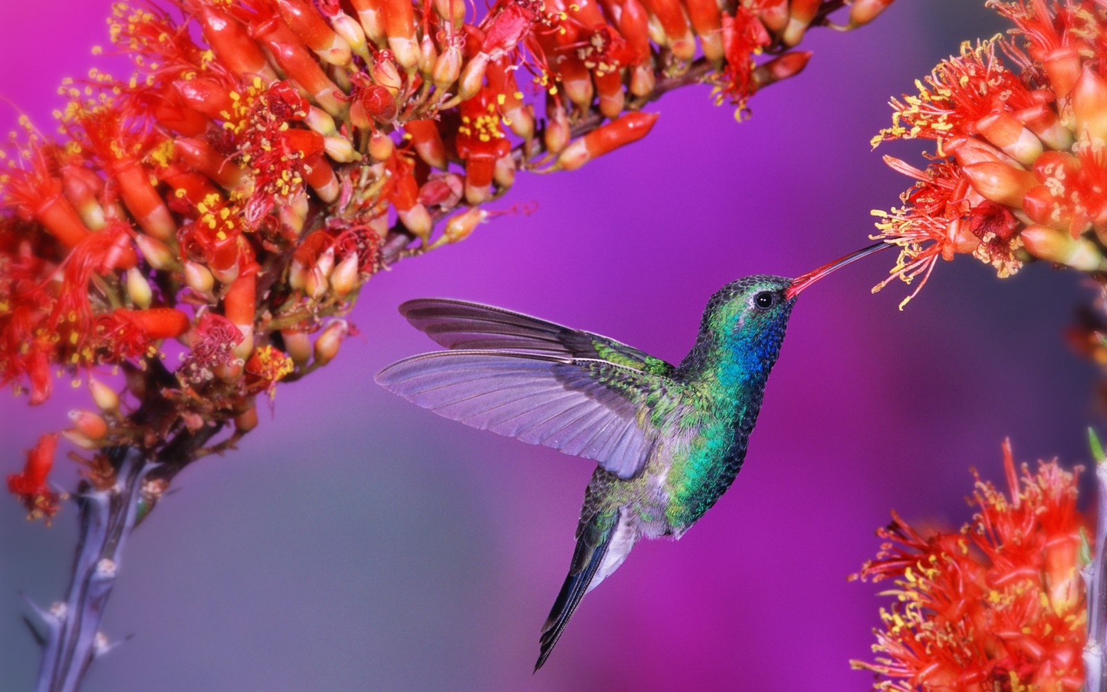 Hay un colibrí volando pelo ar perto de uma flor (colibrí, néctar, pico, polinizador, vida silvestre)