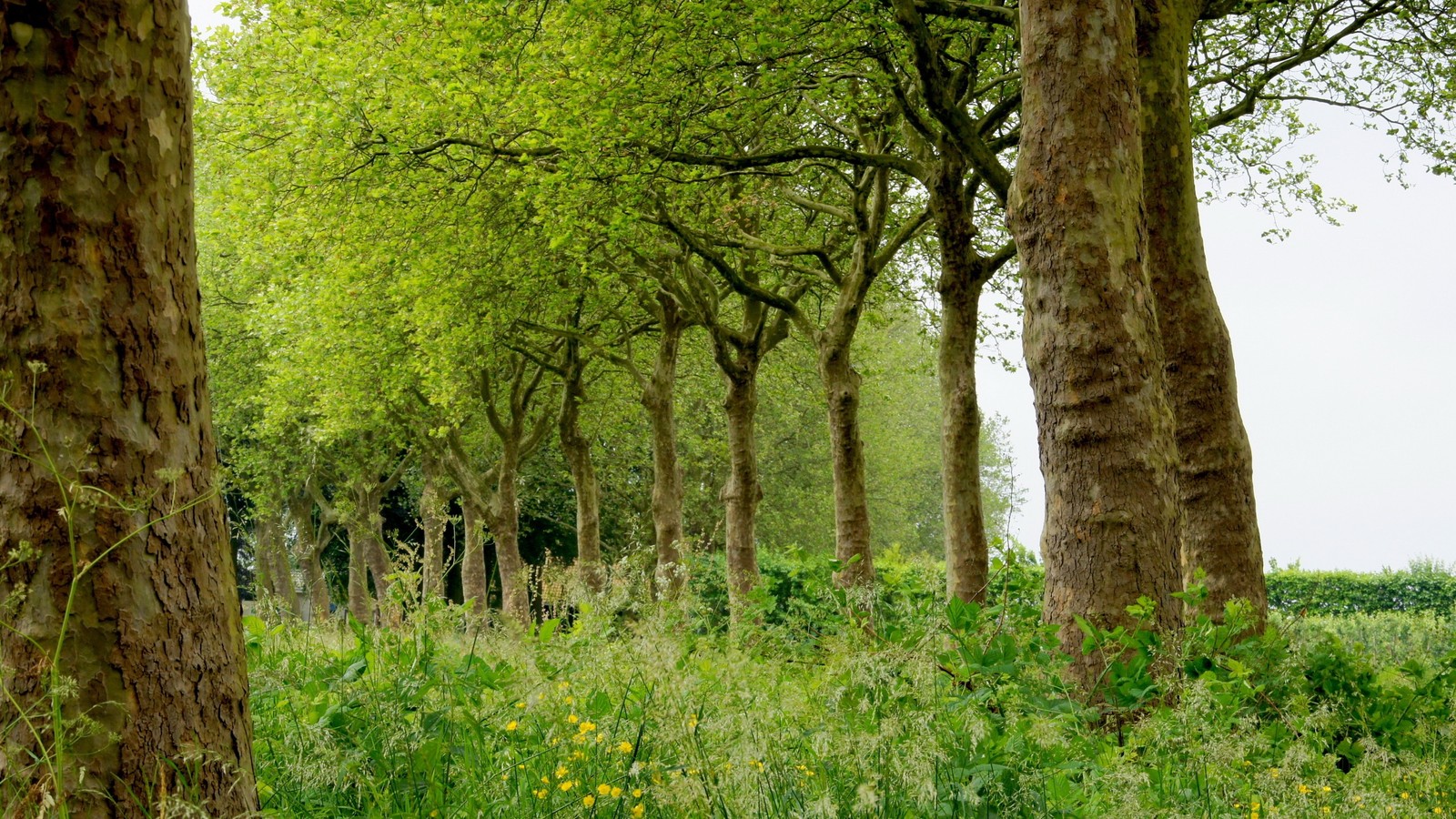 Trees line the edge of a grassy field with tall grass (tree, nature, forest, woodland, nature reserve)