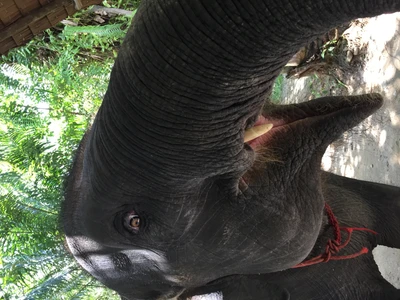 éléphant, thaïlande, peau, éléphants et mammouths, animal terrestre