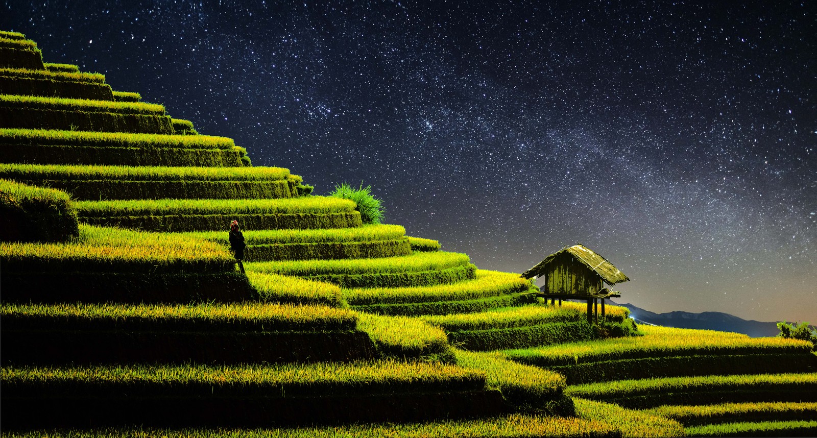 terrace farming, rice fields, agriculture, countryside, landscape wallpaper