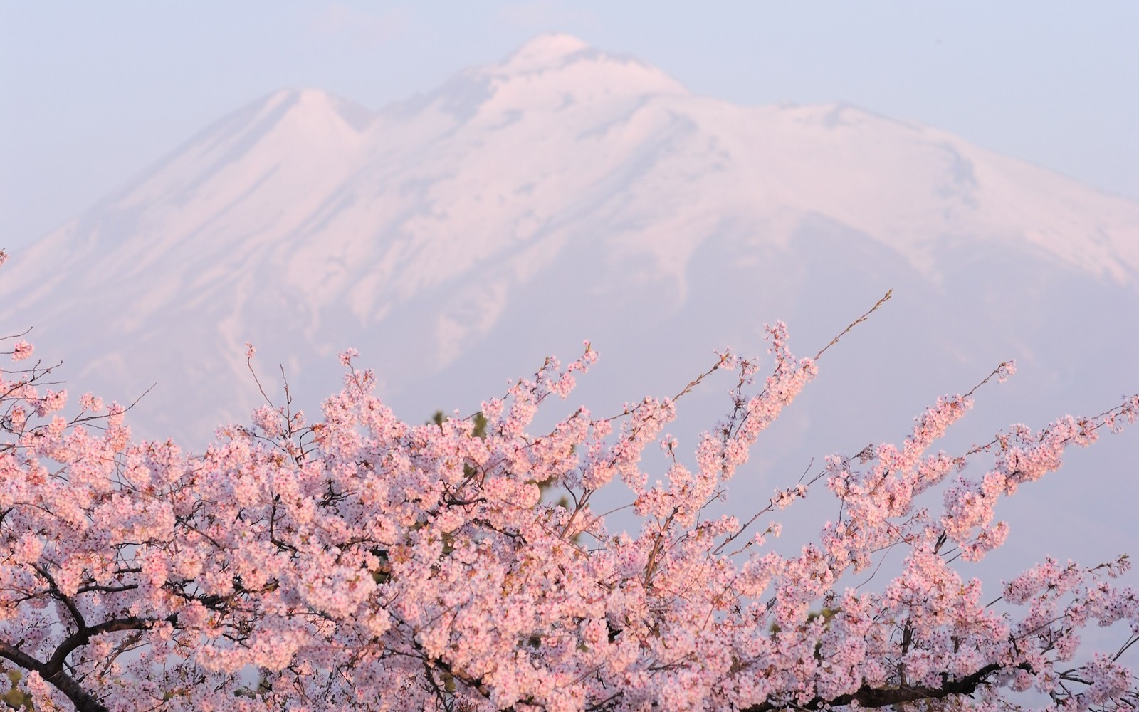 Arafed-berg im hintergrund mit einem rosa baum im vordergrund (kirschblüte, blüte, blume, pflanze, frühling)