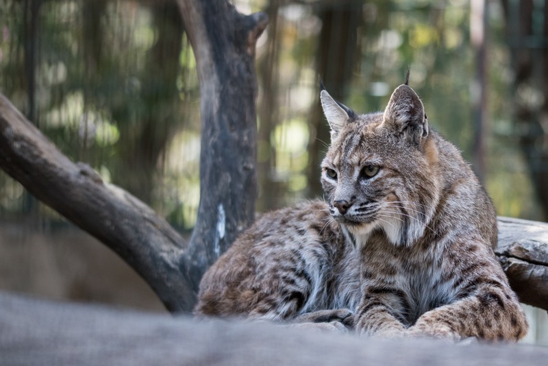 Жираф сидит на бревне в лесу, смотря на что-то (иберийская рысь, felidae, кошки маленьких и средних размеров, дерево, усы)