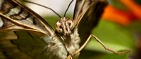 insecte, invertébré, papillon, papillons de nuit et papillons, papillon de nuit