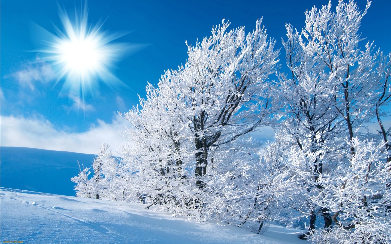 A close up of a snow covered tree line with a bright sun in the background (winter, snow, frost, tree, freezing)