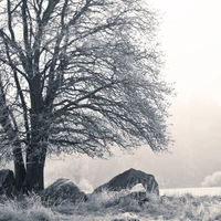 Frost-covered tree beside a rustic cottage in a serene black and white winter landscape.