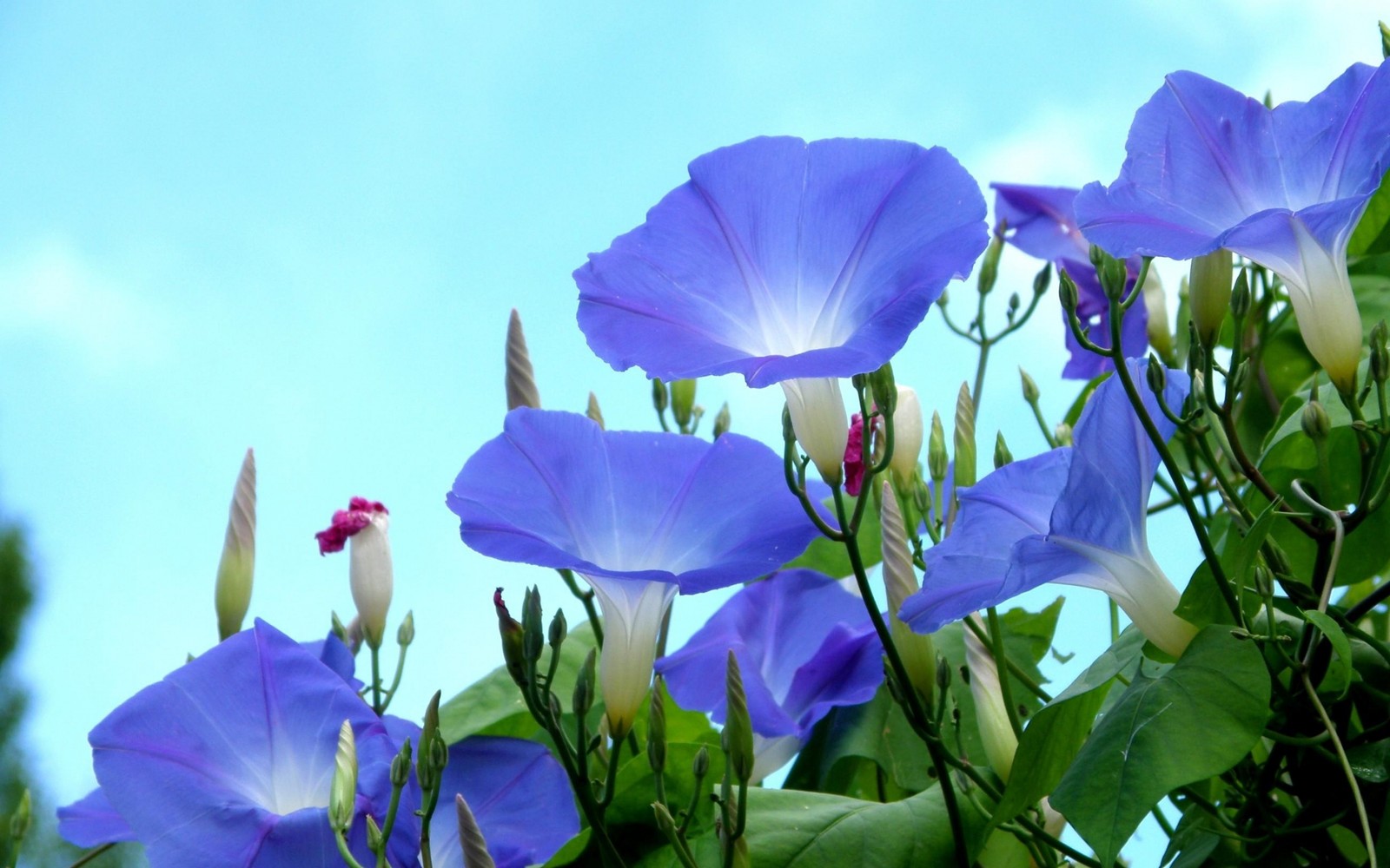 Il y a beaucoup de fleurs bleues qui poussent sur un buisson avec des feuilles vertes (bourgeon, plante à fleurs, bleu, plante, pétale)