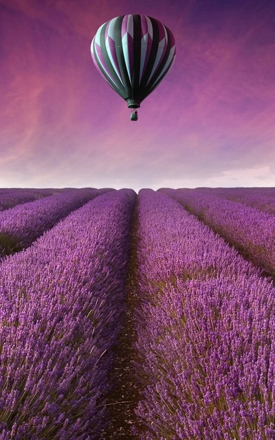 Montgolfière au-dessus des champs de lavande au crépuscule