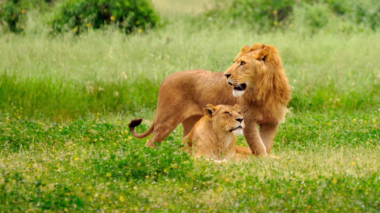 Há dois leões em pé em um campo de grama, um deitado (leão, animal terrestre, leão masai, ecossistema)