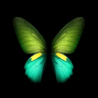 Alas de mariposa verde vibrante: La colorida maravilla de la naturaleza