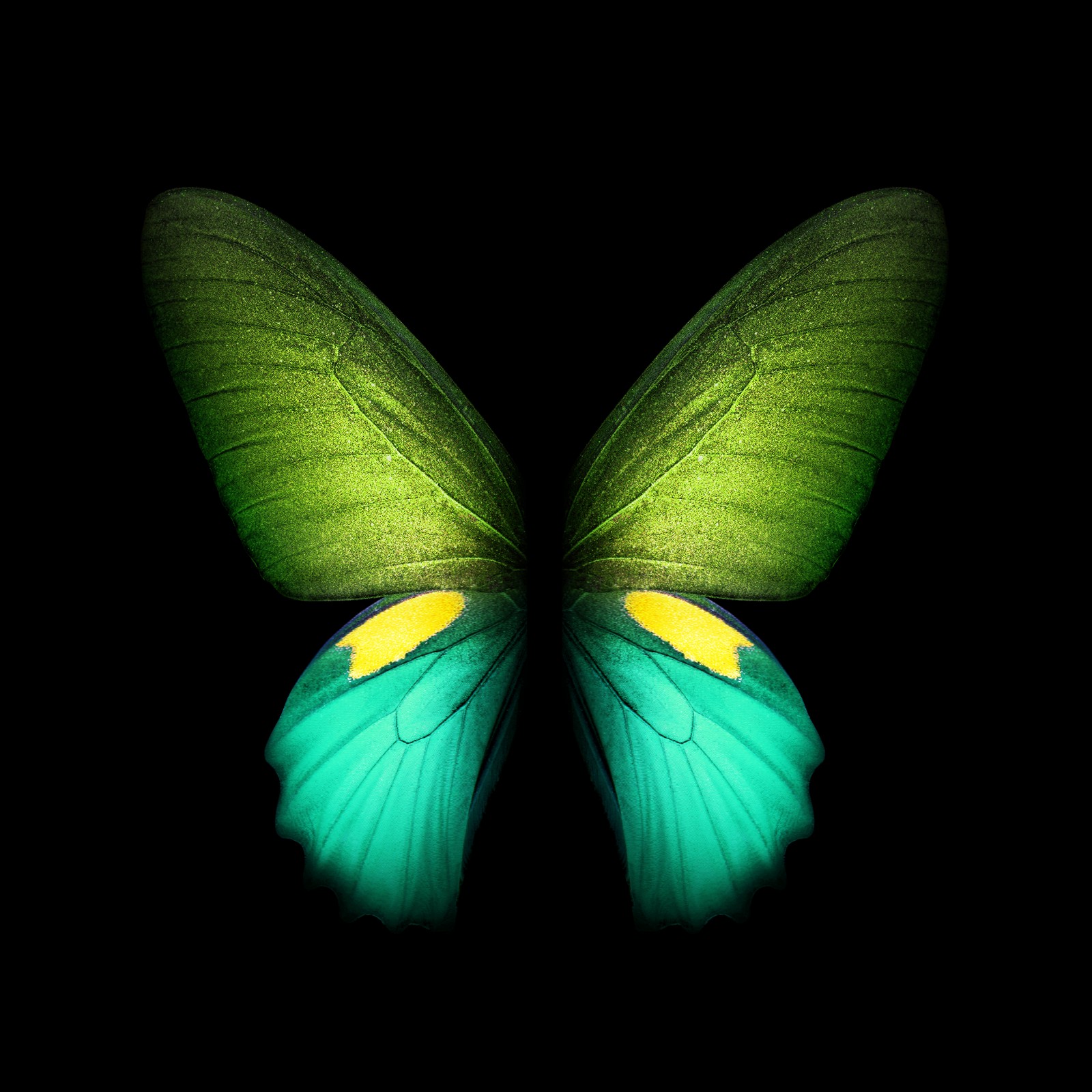 Butterfly wings with a yellow and green center on a black background (samsung galaxy, samsung, samsung galaxy fold, foldable smartphone, smartphone)