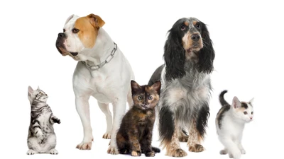 Compagnons ludiques : Un groupe diversifié de chats et de chiens