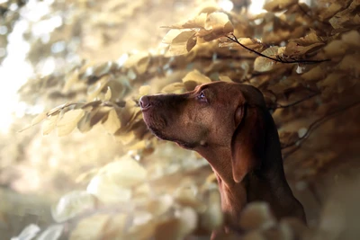 Vizsla in Autumn Leaves: A Majestic Hunting Dog