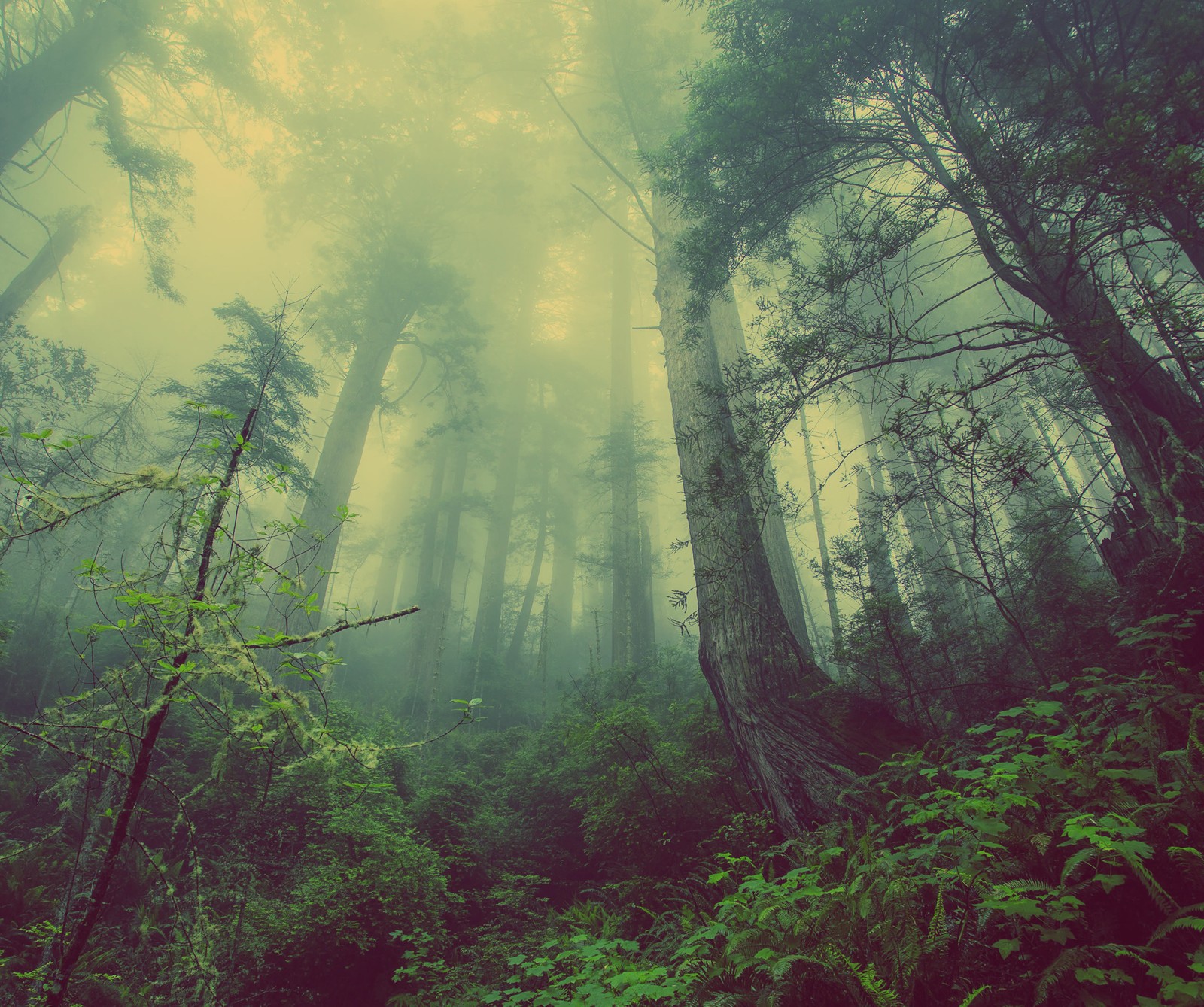 A view of a forest with tall trees and fog in the air (arbor, forest, landscape, nature, outdoors)