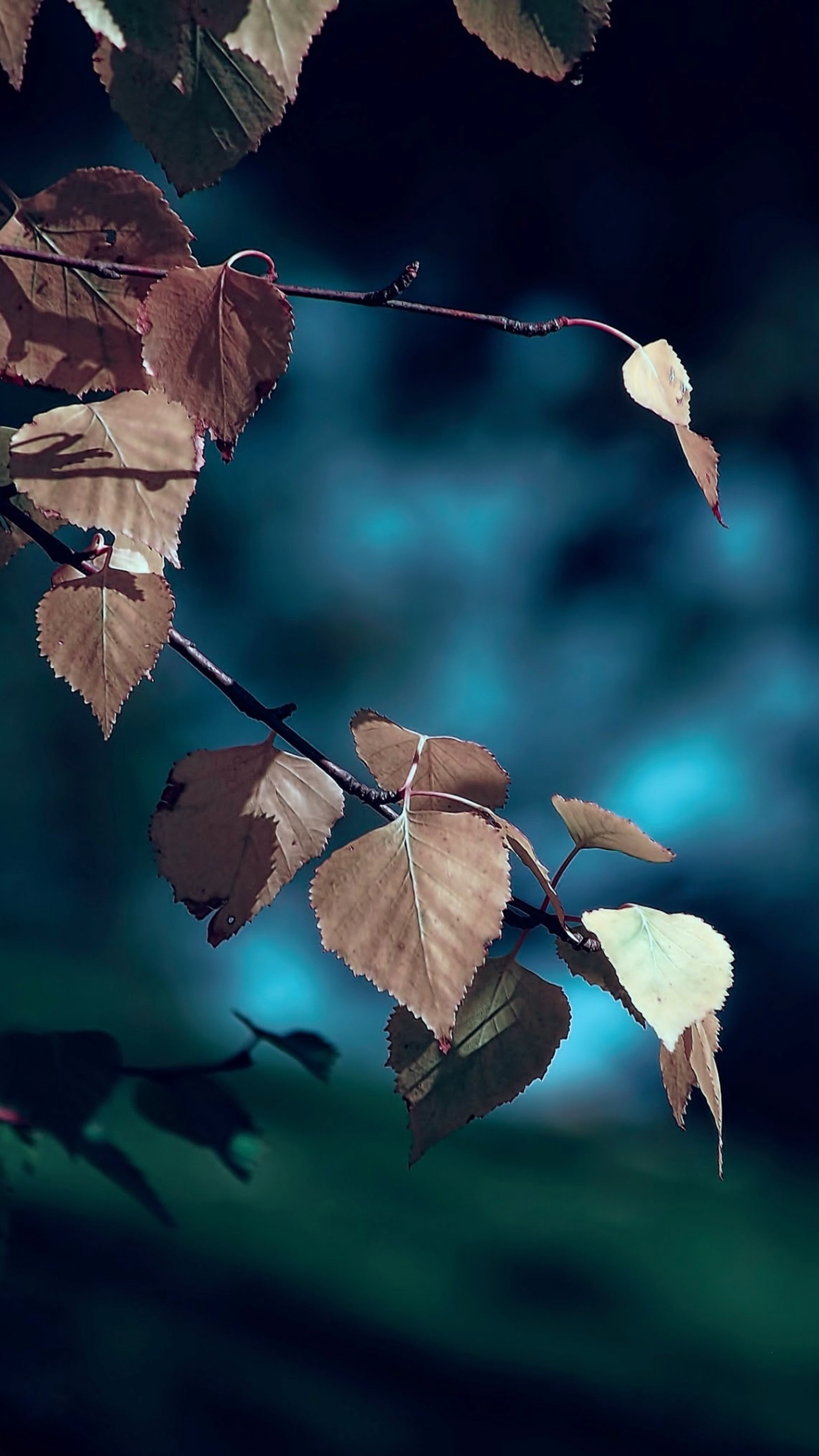 Il y a une branche avec des feuilles qui pendent. (automne, beauté naturelle, bleu, bokeh, forêt)