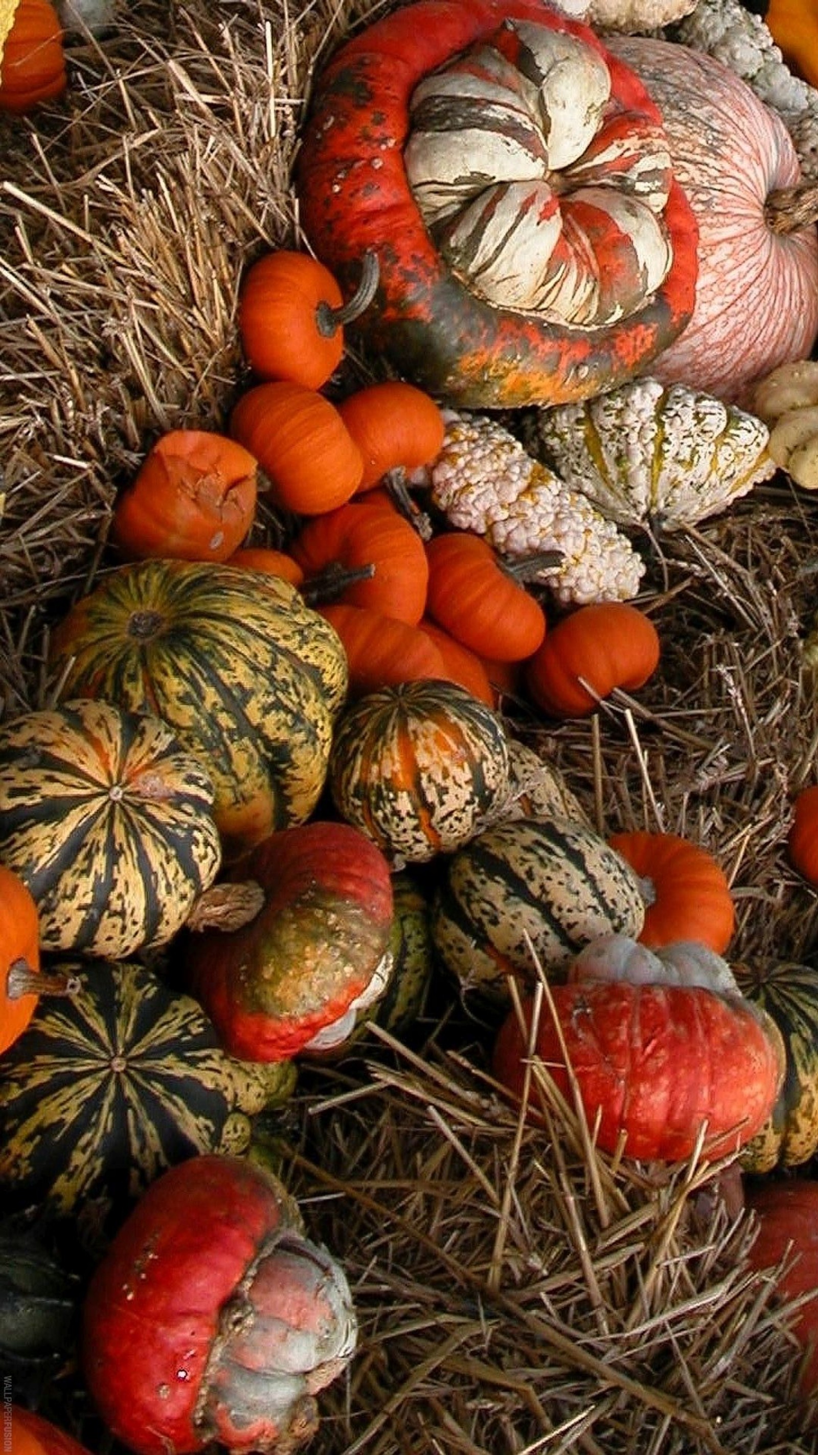 Téléchargez le fond d'écran automne, citrouilles