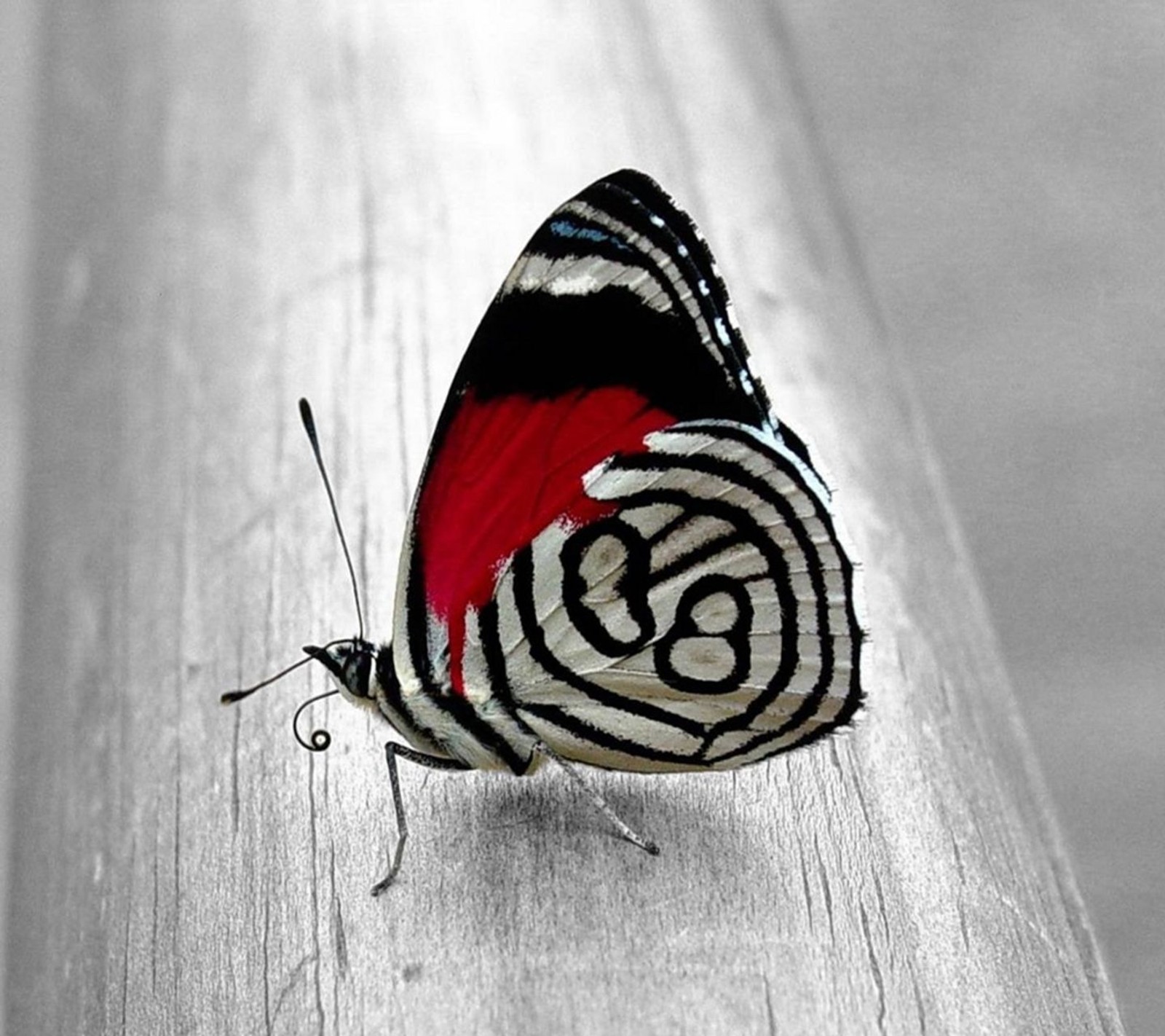 Una mariposa cebra sentada en un banco de madera con una raya roja y negra (3d, animal, hermoso, mariposa, hd)